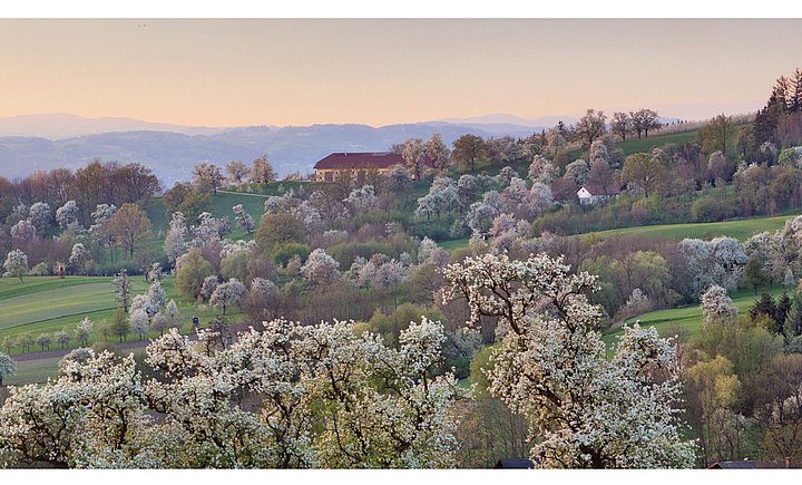 Naturpark Obst-Hügel-Land. Bild zeigt die Landschaft des Naturpark Obst-Hügel-Land bei Sonnenuntergang. Die Obstbäume blühen.